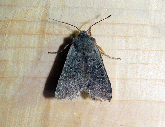 Agrochola  lychnidis Noctuidae
